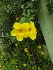 Allamanda schottii