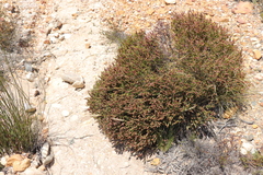 Passerina comosa