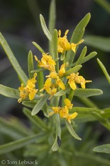Gutierrezia microcephala