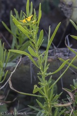 Gutierrezia microcephala