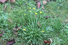 Crepis capillaris