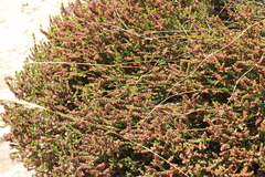 Passerina comosa