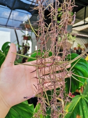 Ceropegia linearis