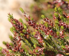 Passerina comosa