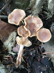 Tubaria furfuracea
