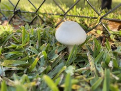 Chlorophyllum hortense