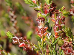 Passerina comosa