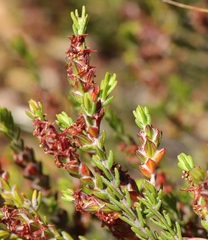 Passerina comosa
