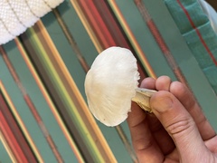 Chlorophyllum hortense