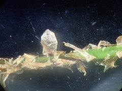 Dryopteris carthusiana