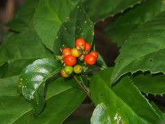 Sarcandra glabra