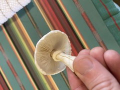 Chlorophyllum hortense