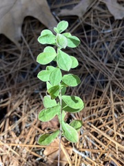Sericocarpus tortifolius