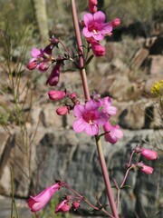 Penstemon parryi