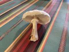 Chlorophyllum hortense