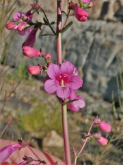 Penstemon parryi