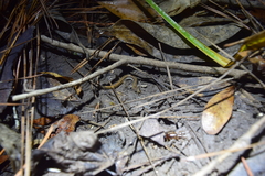 Eurycea quadridigitata