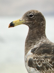 Larus belcheri
