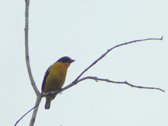 Euphonia violacea
