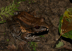 Leptodactylus pentadactylus