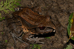 Leptodactylus pentadactylus