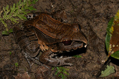 Leptodactylus pentadactylus