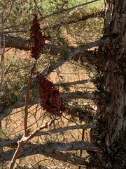 Rhus glabra