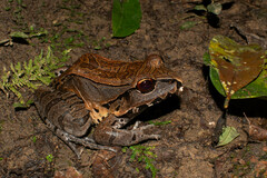Leptodactylus pentadactylus