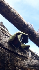 Auricularia polytricha