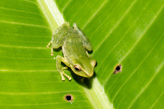 Pristimantis omeviridis