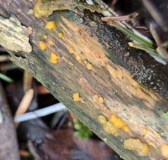 Dacrymyces stillatus