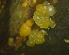Dacrymyces stillatus