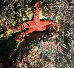 Henricia