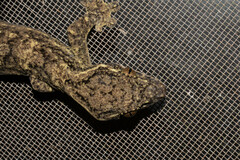 Thecadactylus solimoensis