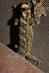 Thecadactylus solimoensis