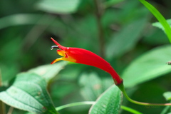 Siphocampylus longipedunculatus