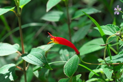 Siphocampylus longipedunculatus