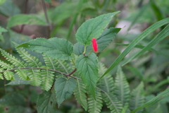 Siphocampylus longipedunculatus