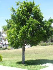 Ficus retusa