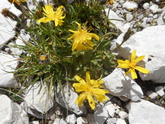Scorzoneroides montana