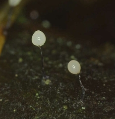 Hemitrichia calyculata