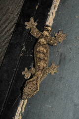 Thecadactylus solimoensis