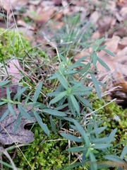 Arenaria montana