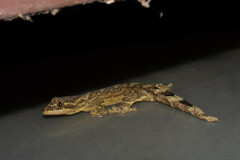 Thecadactylus solimoensis