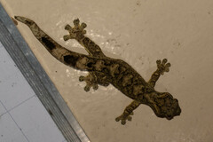 Thecadactylus solimoensis