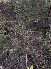 Rosa canina
