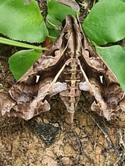Hemeroplanes triptolemus