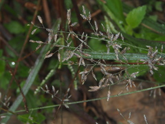 Eragrostis