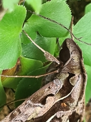 Hemeroplanes triptolemus
