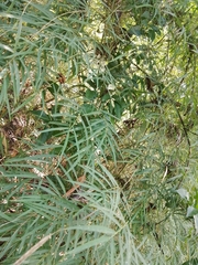 Lygodium japonicum